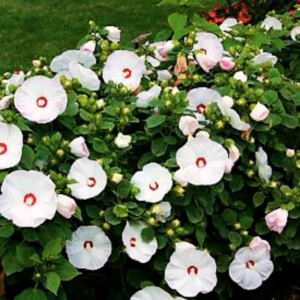 Pack 2 Hibiscus Tree Live Plant, Hardy Hibiscus Plants Live, 6 to 8 Inch Tall, Fully Rooted, Colorful Flowers for Garden Bareroot, Hardy Luna White