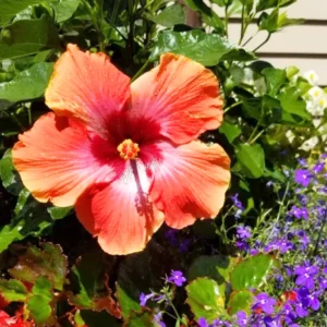 Pack 2 Hibiscus Tree Live Plant, Hardy Hibiscus Plants Live, 6 to 8 Inch Tall, Fully Rooted, Colorful Flowers for Garden Bareroot, Sunset