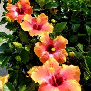 Pack 2 Hibiscus Tree Live Plant, Hardy Hibiscus Plants Live, 6 to 8 Inch Tall, Fully Rooted, Colorful Flowers for Garden Bareroot, Sunset