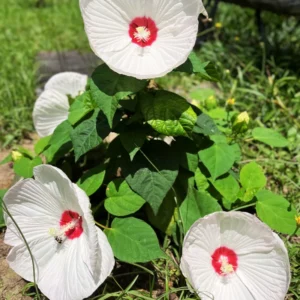Pack 2 Hibiscus Tree Live Plant, Hardy Hibiscus Plants Live, 6 to 8 Inch Tall, Fully Rooted, Colorful Flowers for Garden Bareroot, Hardy Luna White