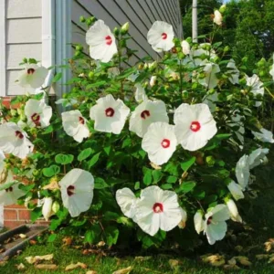 Pack 2 Hibiscus Tree Live Plant, Hardy Hibiscus Plants Live, 6 to 8 Inch Tall, Fully Rooted, Colorful Flowers for Garden Bareroot, Hardy Luna White
