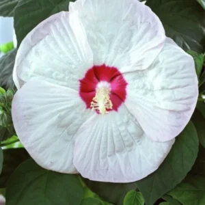 Pack 2 Hibiscus Tree Live Plant, Hardy Hibiscus Plants Live, 6 to 8 Inch Tall, Fully Rooted, Colorful Flowers for Garden Bareroot, Hardy Luna White