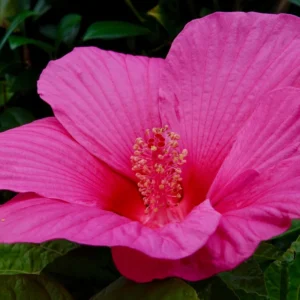 Pack 2 Hibiscus Tree Live Plant, Hardy Hibiscus Plants Live, 6 to 8 Inch Tall, Fully Rooted, Colorful Flowers for Garden Bareroot, Hardy Luna Rose
