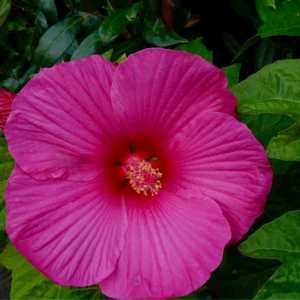 Pack 2 Hibiscus Tree Live Plant, Hardy Hibiscus Plants Live, 6 to 8 Inch Tall, Fully Rooted, Colorful Flowers for Garden Bareroot, Hardy Luna Rose