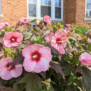 Pack 2 Hibiscus Tree Live Plant, Hardy Hibiscus Plants Live, 6 to 8 Inch Tall, Fully Rooted, Colorful Flowers for Garden Bareroot, Hardy Luna Pink