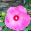 Pack 2 Hibiscus Tree Live Plant, Hardy Hibiscus Plants Live, 6 to 8 Inch Tall, Fully Rooted, Colorful Flowers for Garden Bareroot, Hardy Luna Rose