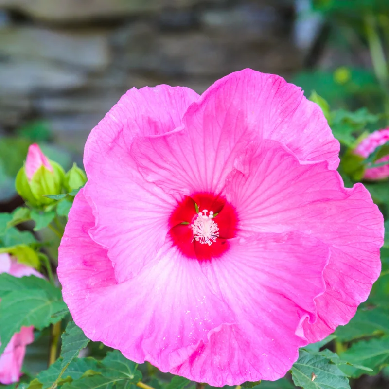 Pack 2 Hibiscus Tree Live Plant, Hardy Hibiscus Plants Live, 6 to 8 Inch Tall, Fully Rooted, Colorful Flowers for Garden Bareroot, Hardy Luna Rose