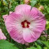 Pack 2 Hibiscus Tree Live Plant, Hardy Hibiscus Plants Live, 6 to 8 Inch Tall, Fully Rooted, Colorful Flowers for Garden Bareroot, Hardy Luna Rose