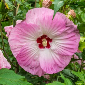 Pack 2 Hibiscus Tree Live Plant, Hardy Hibiscus Plants Live, 6 to 8 Inch Tall, Fully Rooted, Colorful Flowers for Garden Bareroot, Hardy Luna Rose