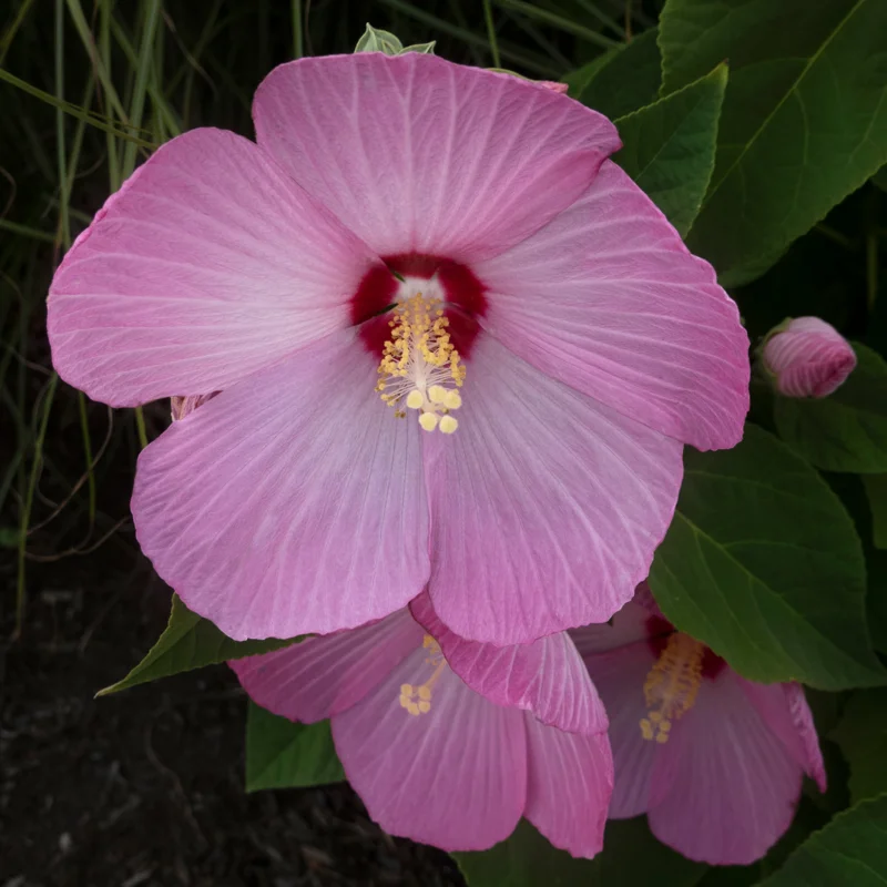 Pack 2 Hibiscus Tree Live Plant, Hardy Hibiscus Plants Live, 6 to 8 Inch Tall, Fully Rooted, Colorful Flowers for Garden Bareroot, Hardy Luna Rose