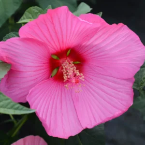 Pack 2 Hibiscus Tree Live Plant, Hardy Hibiscus Plants Live, 6 to 8 Inch Tall, Fully Rooted, Colorful Flowers for Garden Bareroot, Hardy Luna Rose