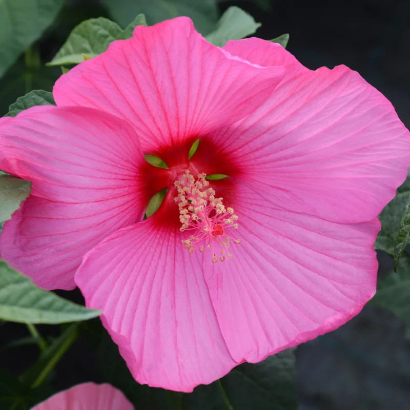 Pack 2 Hibiscus Tree Live Plant, Hardy Hibiscus Plants Live, 6 to 8 Inch Tall, Fully Rooted, Colorful Flowers for Garden Bareroot, Hardy Luna Rose