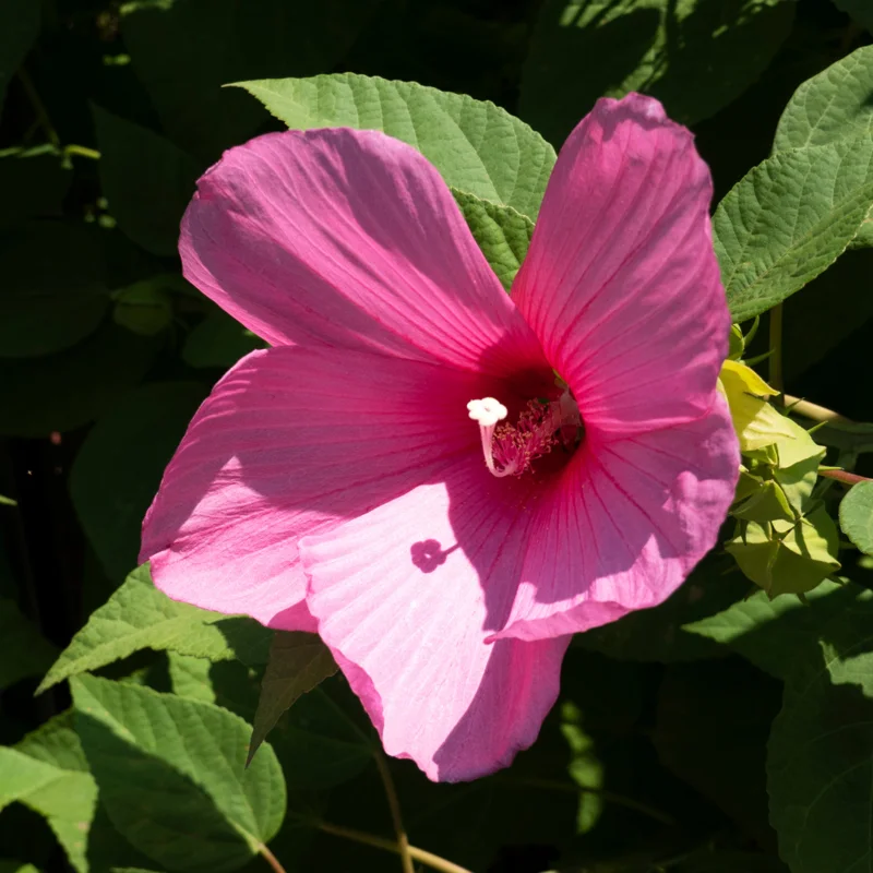 Pack 2 Hibiscus Tree Live Plant, Hardy Hibiscus Plants Live, 6 to 8 Inch Tall, Fully Rooted, Colorful Flowers for Garden Bareroot, Hardy Luna Rose