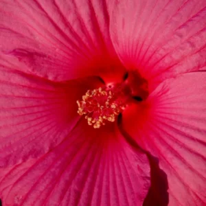 Pack 2 Hibiscus Tree Live Plant, Hardy Hibiscus Plants Live, 6 to 8 Inch Tall, Fully Rooted, Colorful Flowers for Garden Bareroot, Hardy Luna Rose