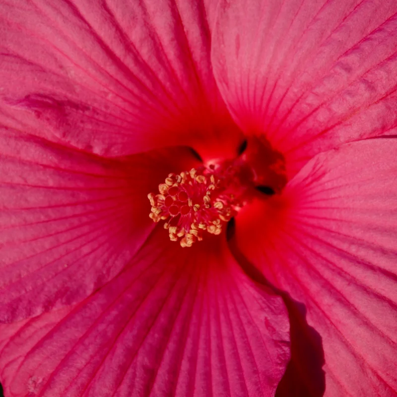 Pack 2 Hibiscus Tree Live Plant, Hardy Hibiscus Plants Live, 6 to 8 Inch Tall, Fully Rooted, Colorful Flowers for Garden Bareroot, Hardy Luna Rose