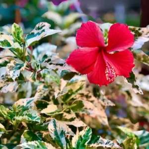 Pack 2 Hibiscus Tree Live Plant, Hardy Hibiscus Plants Live, 6 to 8 Inch Tall, Fully Rooted, Colorful Flowers for Garden Bareroot, Snow Queen Hibiscus
