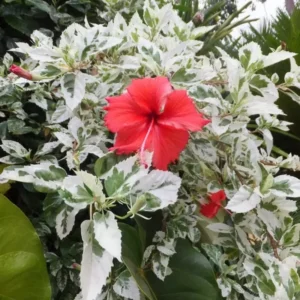 Pack 2 Hibiscus Tree Live Plant, Hardy Hibiscus Plants Live, 6 to 8 Inch Tall, Fully Rooted, Colorful Flowers for Garden Bareroot, Snow Queen Hibiscus