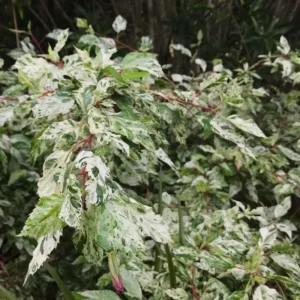 Pack 2 Hibiscus Tree Live Plant, Hardy Hibiscus Plants Live, 6 to 8 Inch Tall, Fully Rooted, Colorful Flowers for Garden Bareroot, Snow Queen Hibiscus