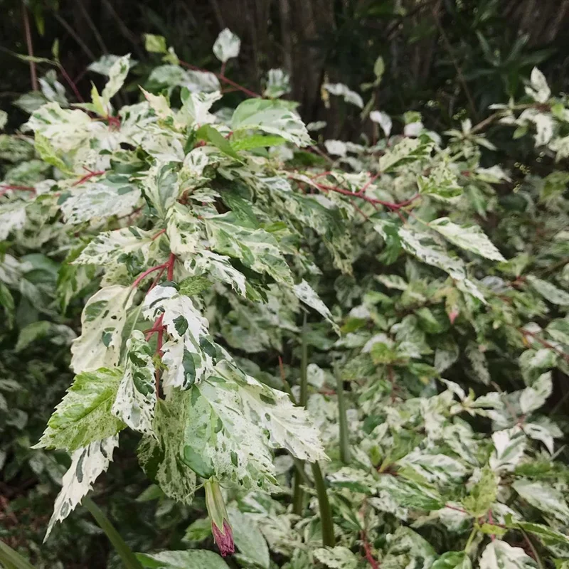 Pack 2 Hibiscus Tree Live Plant, Hardy Hibiscus Plants Live, 6 to 8 Inch Tall, Fully Rooted, Colorful Flowers for Garden Bareroot, Snow Queen Hibiscus