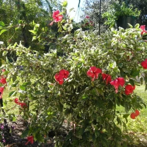 Pack 2 Hibiscus Tree Live Plant, Hardy Hibiscus Plants Live, 6 to 8 Inch Tall, Fully Rooted, Colorful Flowers for Garden Bareroot, Snow Queen Hibiscus