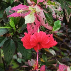 Pack 2 Hibiscus Tree Live Plant, Hardy Hibiscus Plants Live, 6 to 8 Inch Tall, Fully Rooted, Colorful Flowers for Garden Bareroot, Variegated Fire and Ice Hibiscus