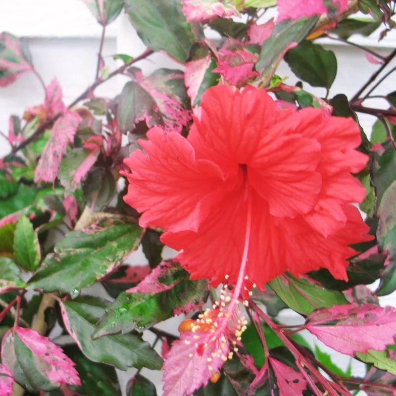 Pack 2 Hibiscus Tree Live Plant, Hardy Hibiscus Plants Live, 6 to 8 Inch Tall, Fully Rooted, Colorful Flowers for Garden Bareroot, Variegated Fire and Ice Hibiscus