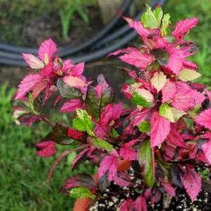 Pack 2 Hibiscus Tree Live Plant, Hardy Hibiscus Plants Live, 6 to 8 Inch Tall, Fully Rooted, Colorful Flowers for Garden Bareroot, Variegated Fire and Ice Hibiscus