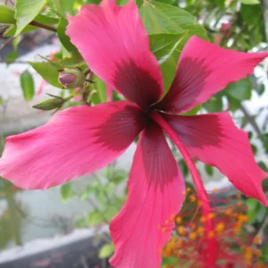 Pack 2 Hibiscus Tree Live Plant, Hardy Hibiscus Plants Live, 6 to 8 Inch Tall, Fully Rooted, Colorful Flowers for Garden Bareroot, Pink with Dark Red Center