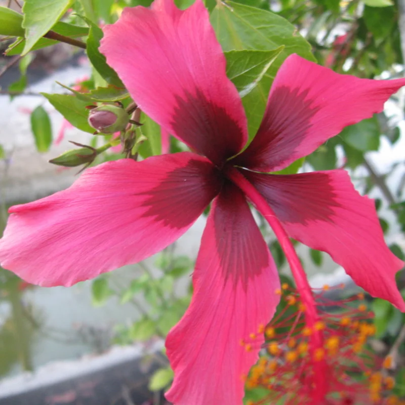 Pack 2 Hibiscus Tree Live Plant, Hardy Hibiscus Plants Live, 6 to 8 Inch Tall, Fully Rooted, Colorful Flowers for Garden Bareroot, Pink with Dark Red Center