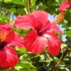 Pack 2 Hibiscus Tree Live Plant, Hardy Hibiscus Plants Live, 6 to 8 Inch Tall, Fully Rooted, Colorful Flowers for Garden Bareroot, Tropical Red