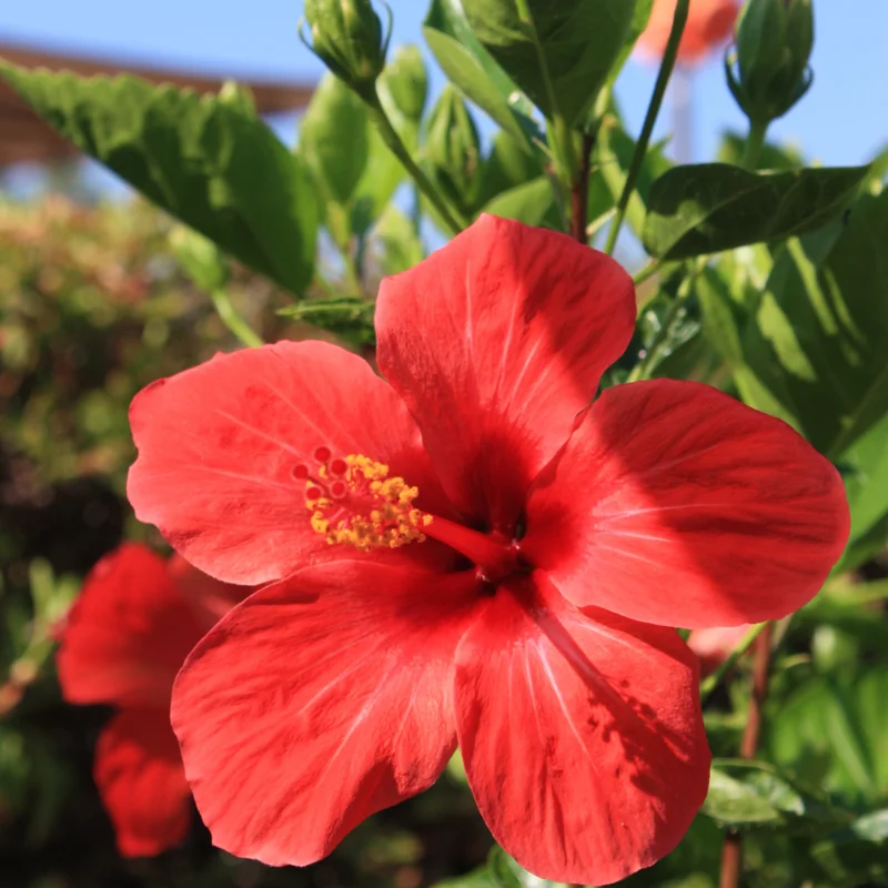 Pack 2 Hibiscus Tree Live Plant, Hardy Hibiscus Plants Live, 6 to 8 Inch Tall, Fully Rooted, Colorful Flowers for Garden Bareroot, Tropical Red