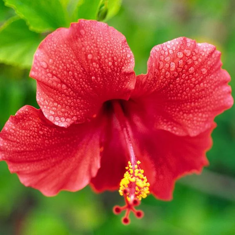 Pack 2 Hibiscus Tree Live Plant, Hardy Hibiscus Plants Live, 6 to 8 Inch Tall, Fully Rooted, Colorful Flowers for Garden Bareroot, Tropical Red