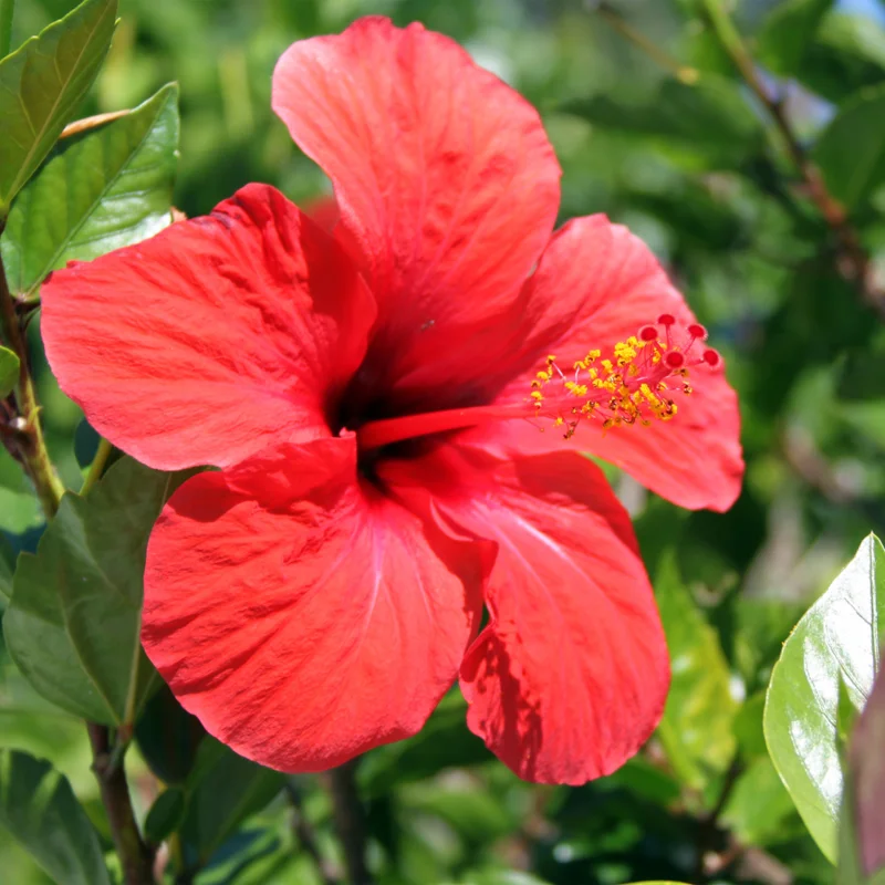 Pack 2 Hibiscus Tree Live Plant, Hardy Hibiscus Plants Live, 6 to 8 Inch Tall, Fully Rooted, Colorful Flowers for Garden Bareroot, Tropical Red