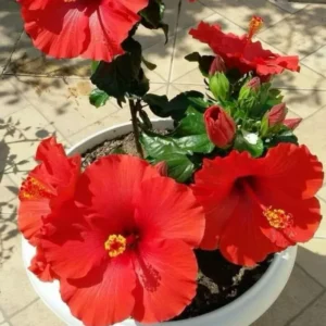 Pack 2 Hibiscus Tree Live Plant, Hardy Hibiscus Plants Live, 6 to 8 Inch Tall, Fully Rooted, Colorful Flowers for Garden Bareroot, Tropical Red