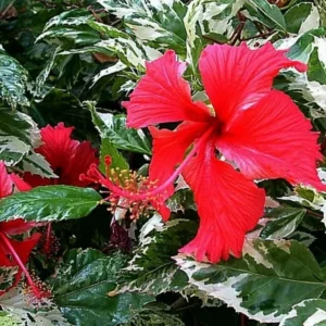 Pack 2 Hibiscus Tree Live Plant, Hardy Hibiscus Plants Live, 6 to 8 Inch Tall, Fully Rooted, Colorful Flowers for Garden Bareroot, Snow Queen Hibiscus