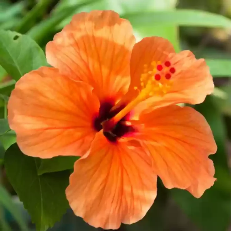 Pack 2 Hibiscus Tree Live Plant, Hardy Hibiscus Plants Live, 6 to 8 Inch Tall, Fully Rooted, Colorful Flowers for Garden Bareroot, Tropical Orange