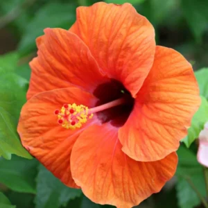 Pack 2 Hibiscus Tree Live Plant, Hardy Hibiscus Plants Live, 6 to 8 Inch Tall, Fully Rooted, Colorful Flowers for Garden Bareroot, Tropical Orange