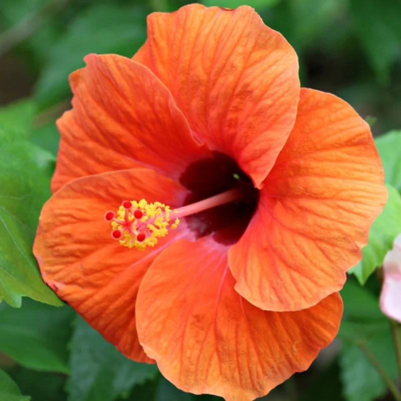 Pack 2 Hibiscus Tree Live Plant, Hardy Hibiscus Plants Live, 6 to 8 Inch Tall, Fully Rooted, Colorful Flowers for Garden Bareroot, Tropical Orange