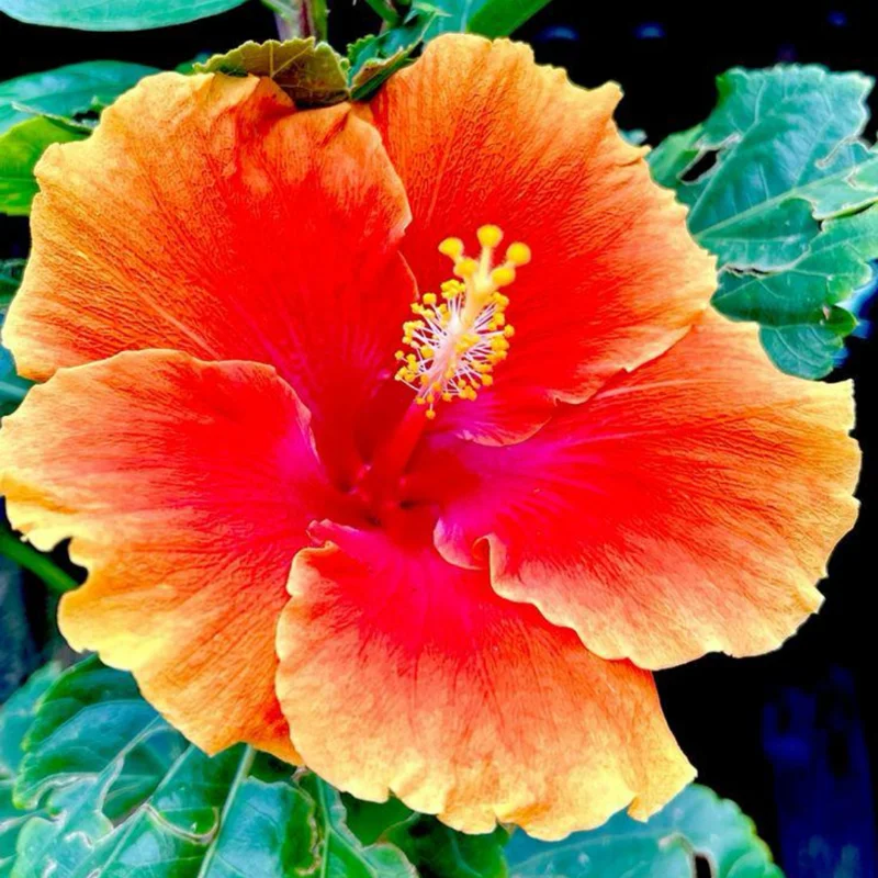 Pack 2 Hibiscus Tree Live Plant, Hardy Hibiscus Plants Live, 6 to 8 Inch Tall, Fully Rooted, Colorful Flowers for Garden Bareroot, Tropical Orange