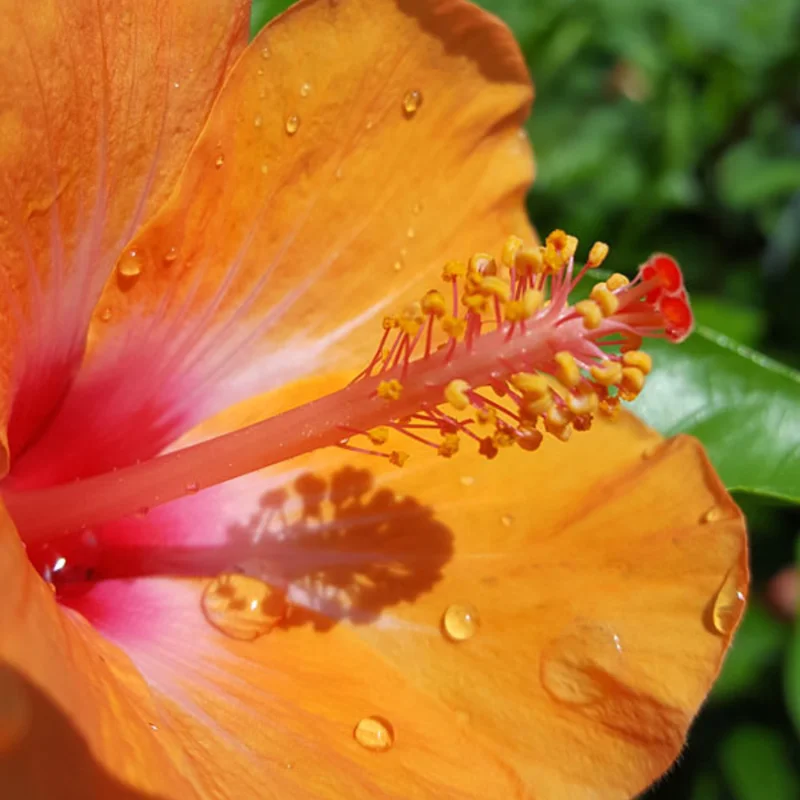 Pack 2 Hibiscus Tree Live Plant, Hardy Hibiscus Plants Live, 6 to 8 Inch Tall, Fully Rooted, Colorful Flowers for Garden Bareroot, Tropical Orange