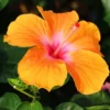 Pack 2 Hibiscus Tree Live Plant, Hardy Hibiscus Plants Live, 6 to 8 Inch Tall, Fully Rooted, Colorful Flowers for Garden Bareroot, Tropical Orange