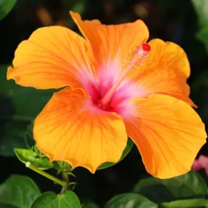 Pack 2 Hibiscus Tree Live Plant, Hardy Hibiscus Plants Live, 6 to 8 Inch Tall, Fully Rooted, Colorful Flowers for Garden Bareroot, Tropical Orange
