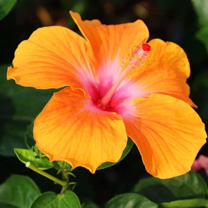 Pack 2 Hibiscus Tree Live Plant, Hardy Hibiscus Plants Live, 6 to 8 Inch Tall, Fully Rooted, Colorful Flowers for Garden Bareroot, Tropical Orange