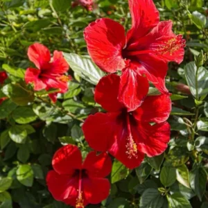 Pack 2 Hibiscus Tree Live Plant, Hardy Hibiscus Plants Live, 6 to 8 Inch Tall, Fully Rooted, Colorful Flowers for Garden Bareroot, Tropical Red