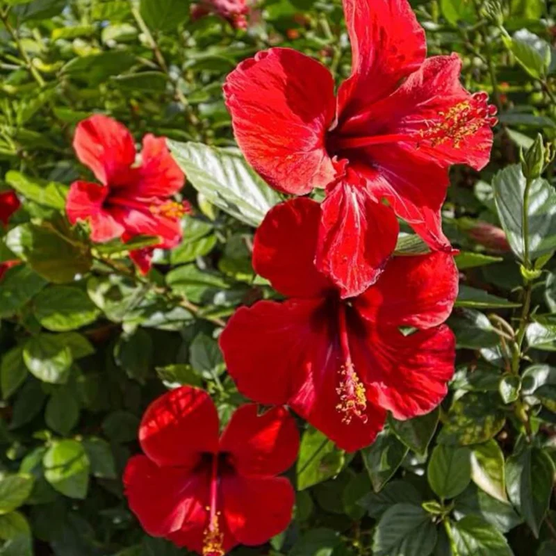 Pack 2 Hibiscus Tree Live Plant, Hardy Hibiscus Plants Live, 6 to 8 Inch Tall, Fully Rooted, Colorful Flowers for Garden Bareroot, Tropical Red