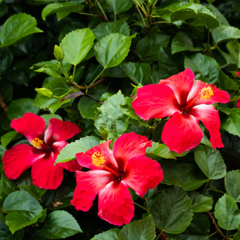 Pack 2 Hibiscus Tree Live Plant, Hardy Hibiscus Plants Live, 6 to 8 Inch Tall, Fully Rooted, Colorful Flowers for Garden Bareroot, Tropical Red