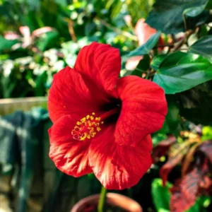 Pack 2 Hibiscus Tree Live Plant, Hardy Hibiscus Plants Live, 6 to 8 Inch Tall, Fully Rooted, Colorful Flowers for Garden Bareroot, Tropical Red