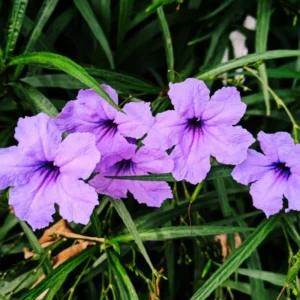 Pack 5 Mexican Petunias Live Plants - Ruella Simplex Petunia Plants for Outdoor Planting - 6 to 8 Inch Tall - Vibrant Blooms for Gardens, Purple
