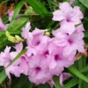 Pack 5 Mexican Petunias Live Plants - Ruella Simplex Petunia Plants for Outdoor Planting - 6 to 8 Inch Tall - Vibrant Blooms for Gardens, Pink