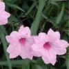 Pack 5 Mexican Petunias Live Plants - Ruella Simplex Petunia Plants for Outdoor Planting - 6 to 8 Inch Tall - Vibrant Blooms for Gardens, Pink